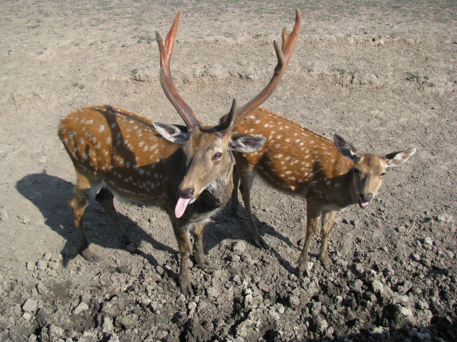 Sika deer