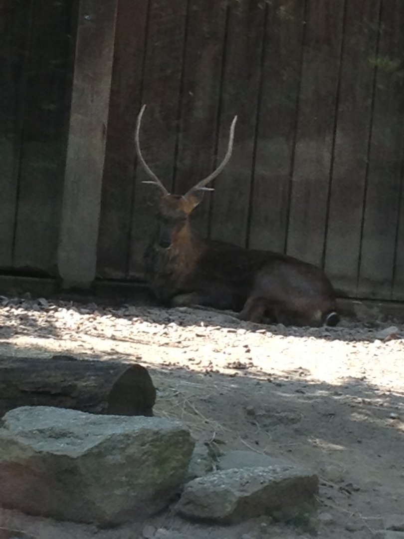 Sika Deer