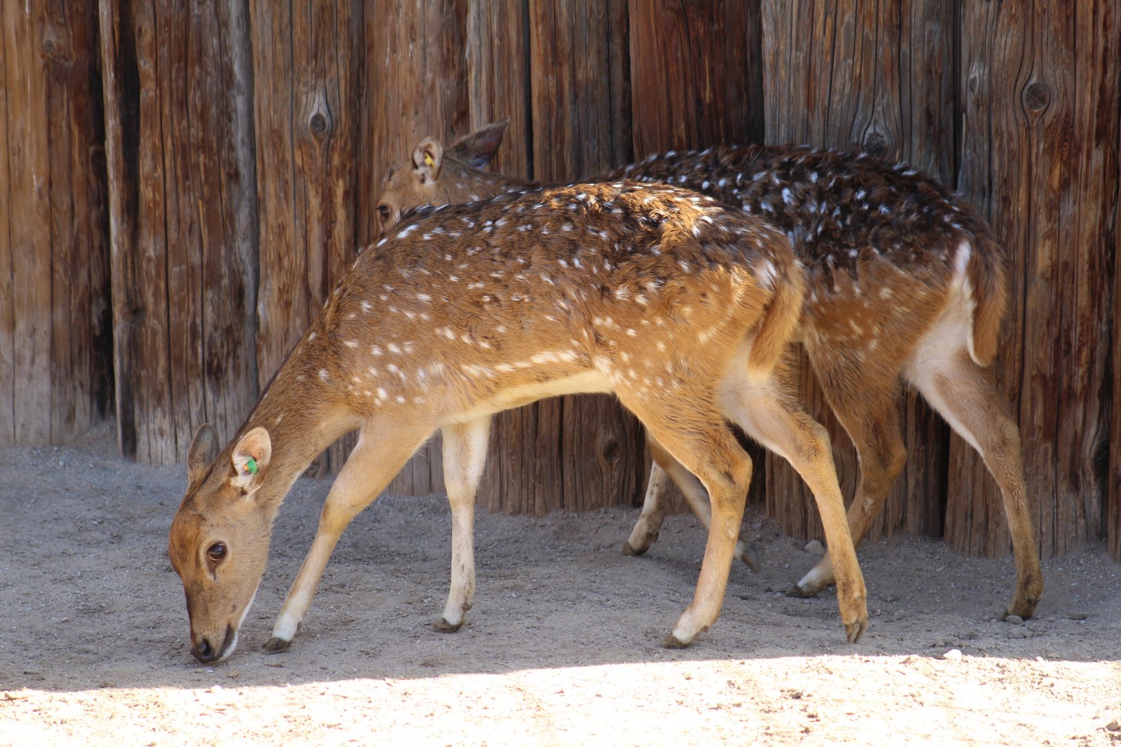 Sika Deer
