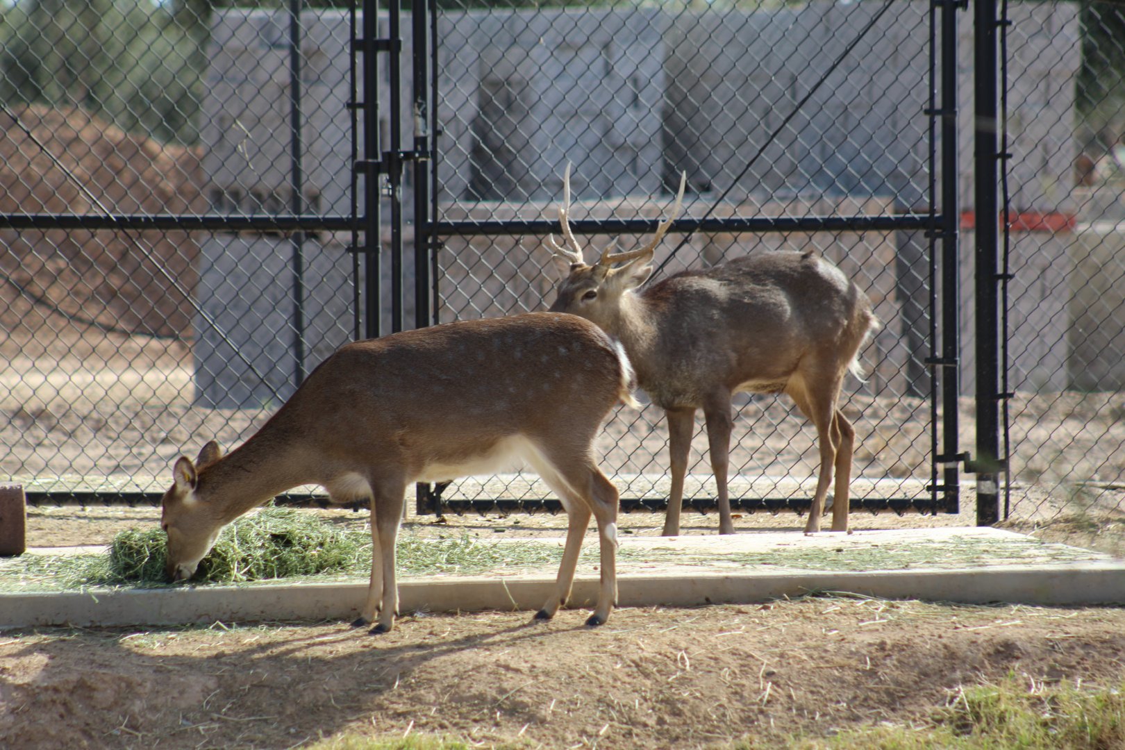 Sika Deer