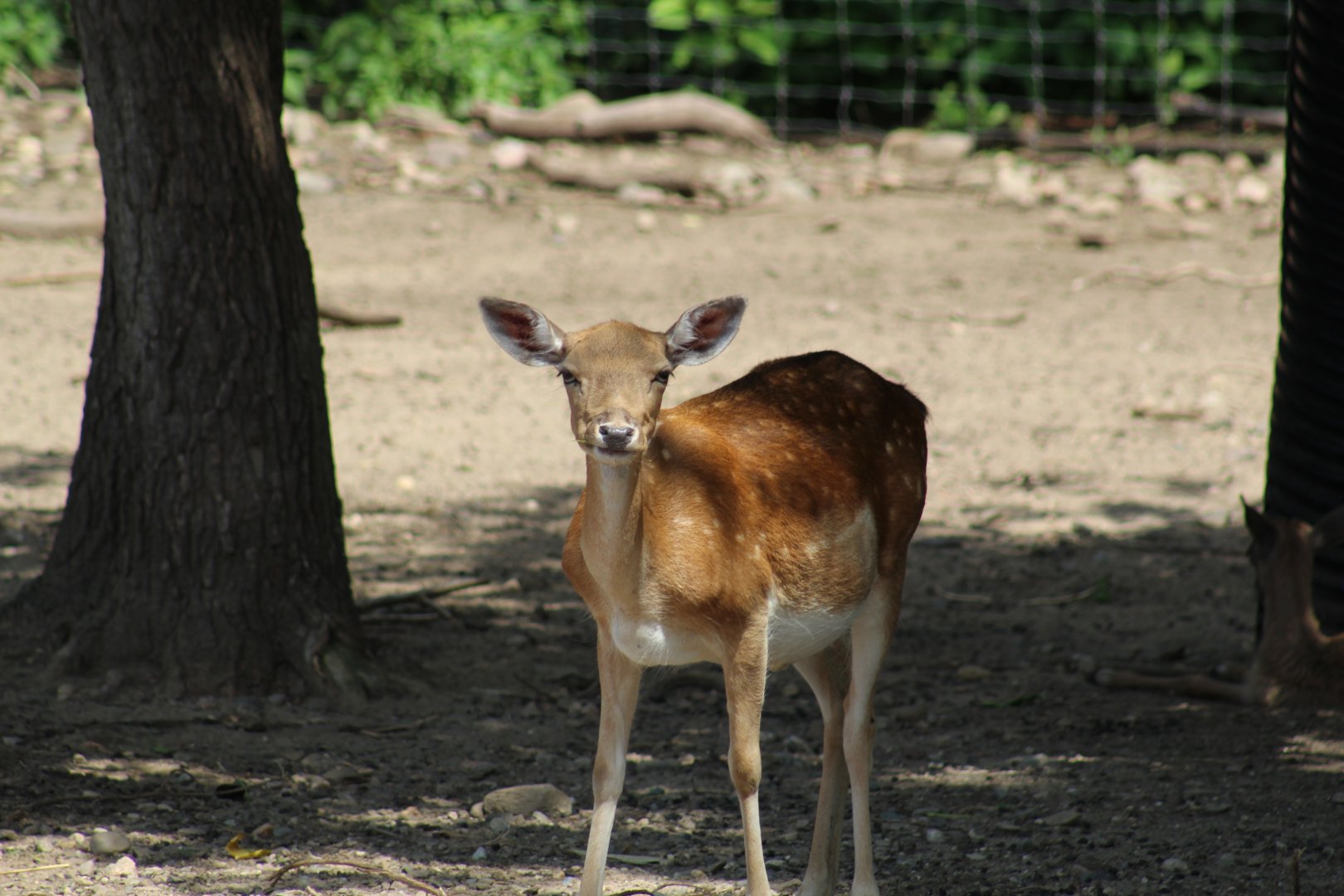 Sika Deer