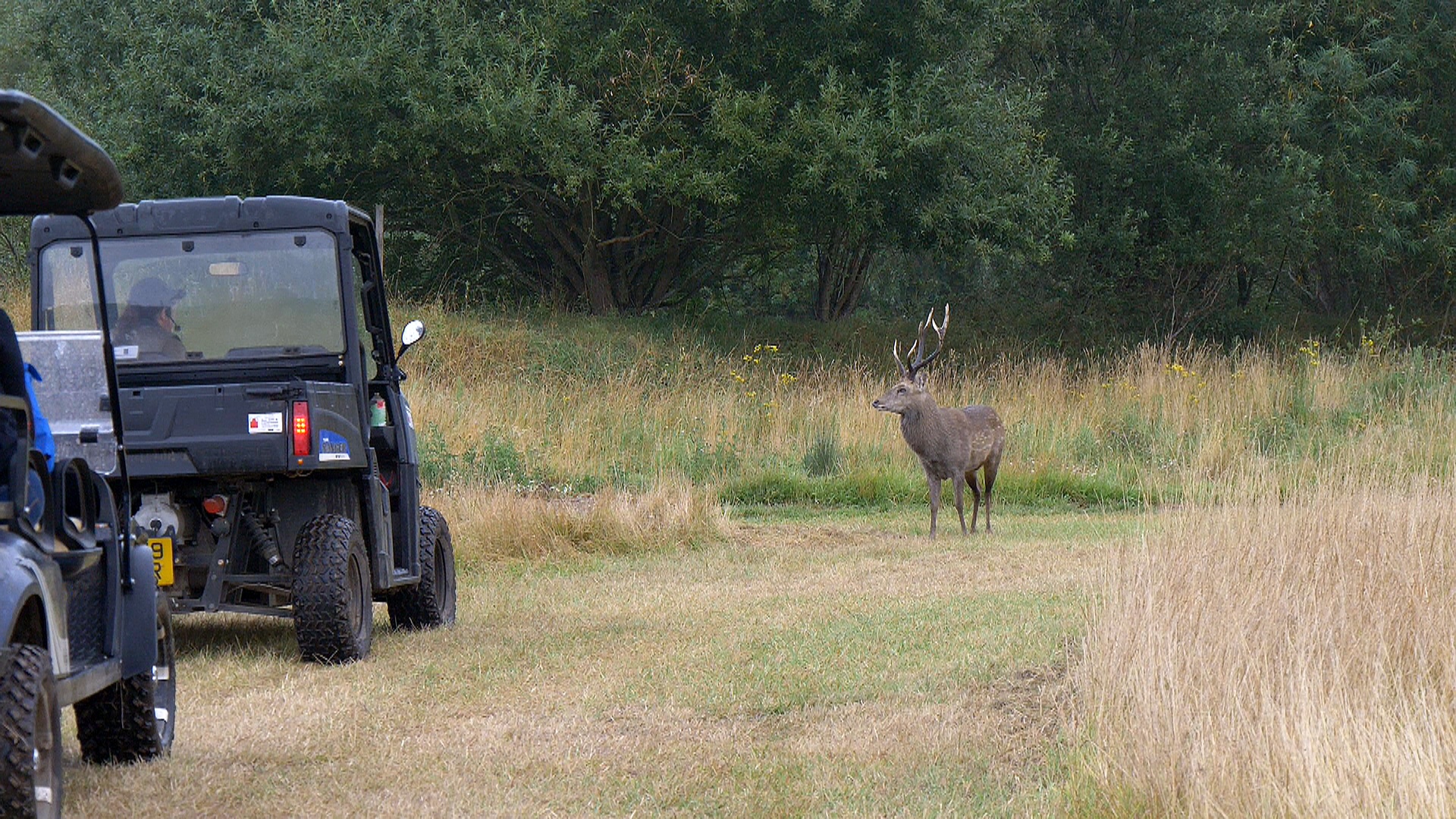 Sika Deer