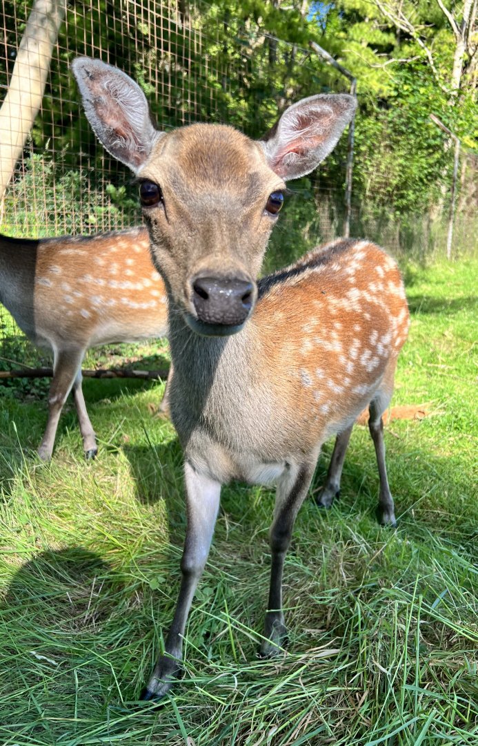 Sika deer