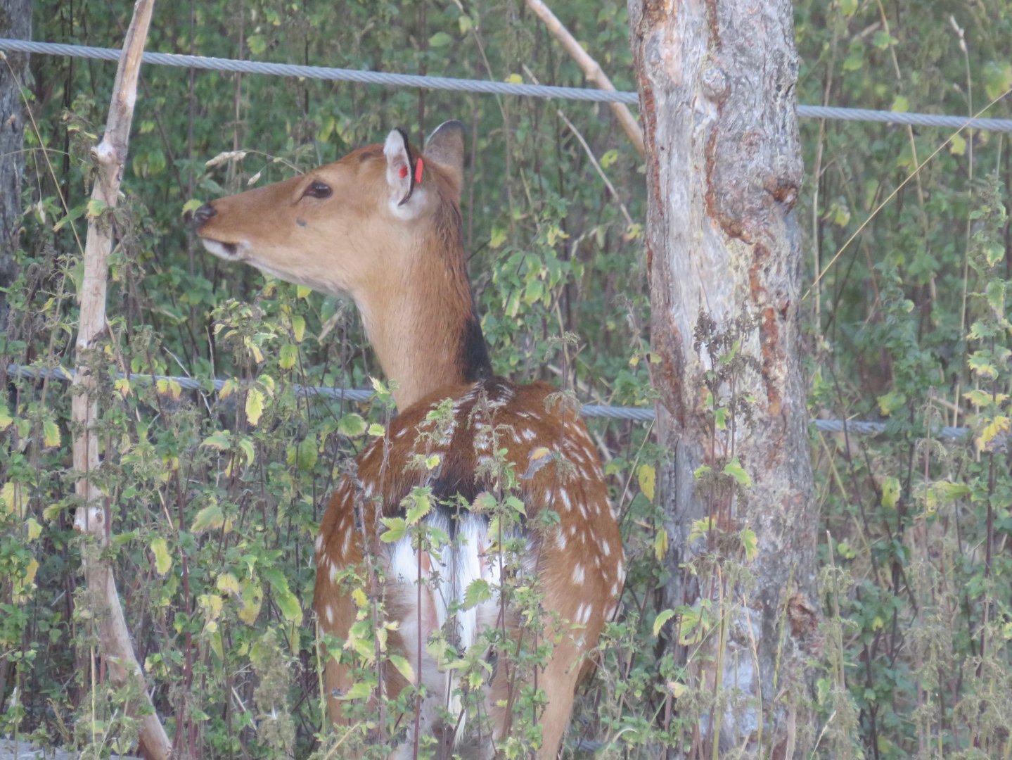 Sika deer
