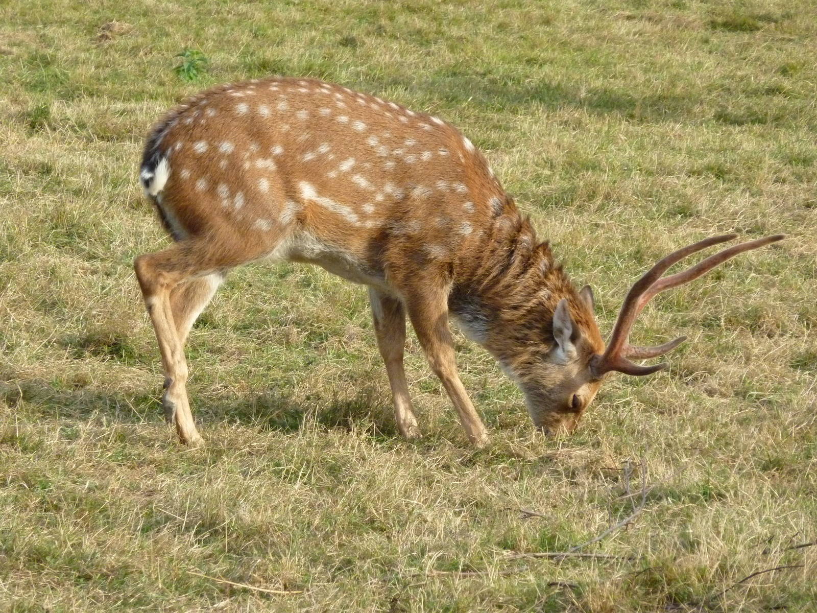 Sika Deer