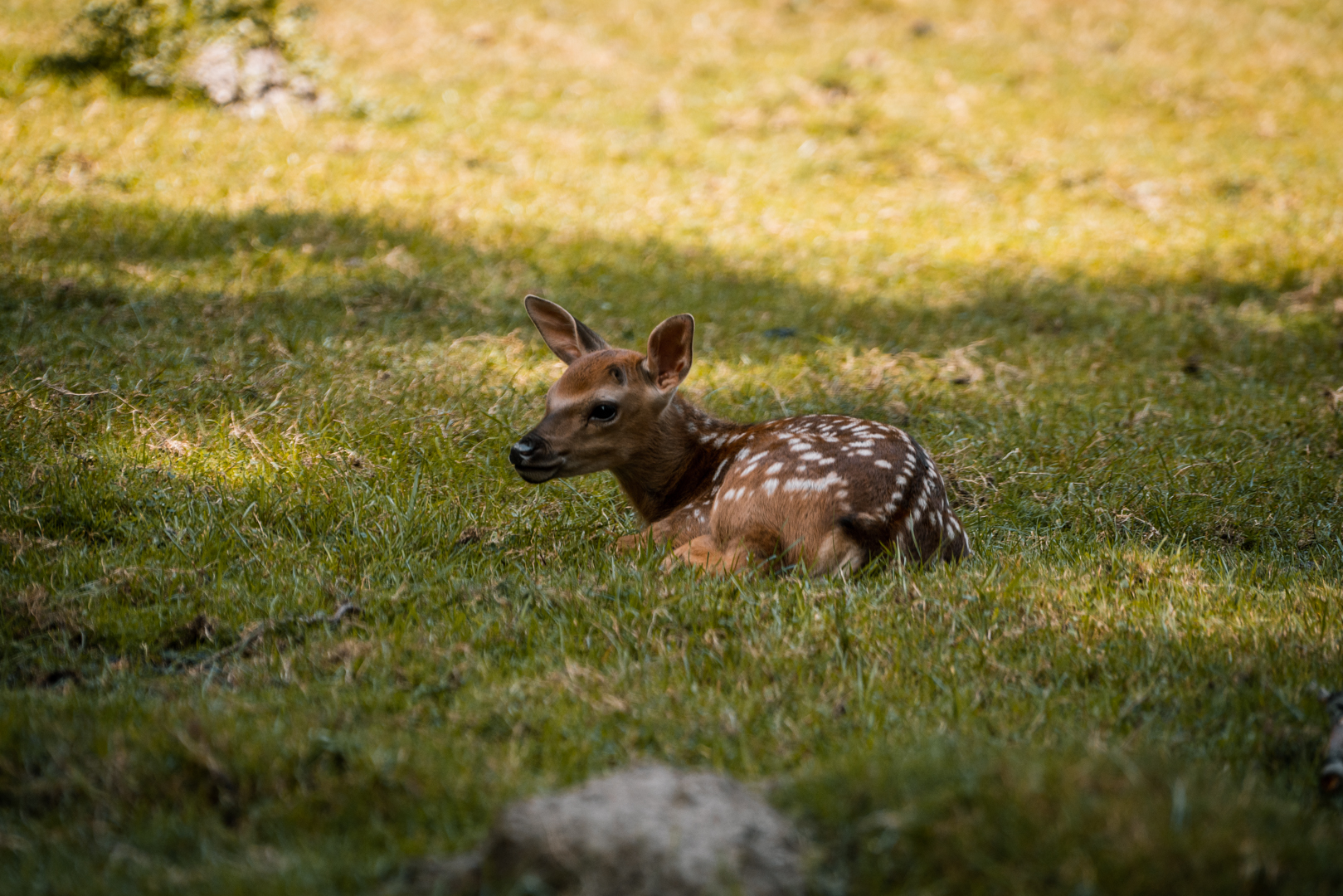 Sika Deer