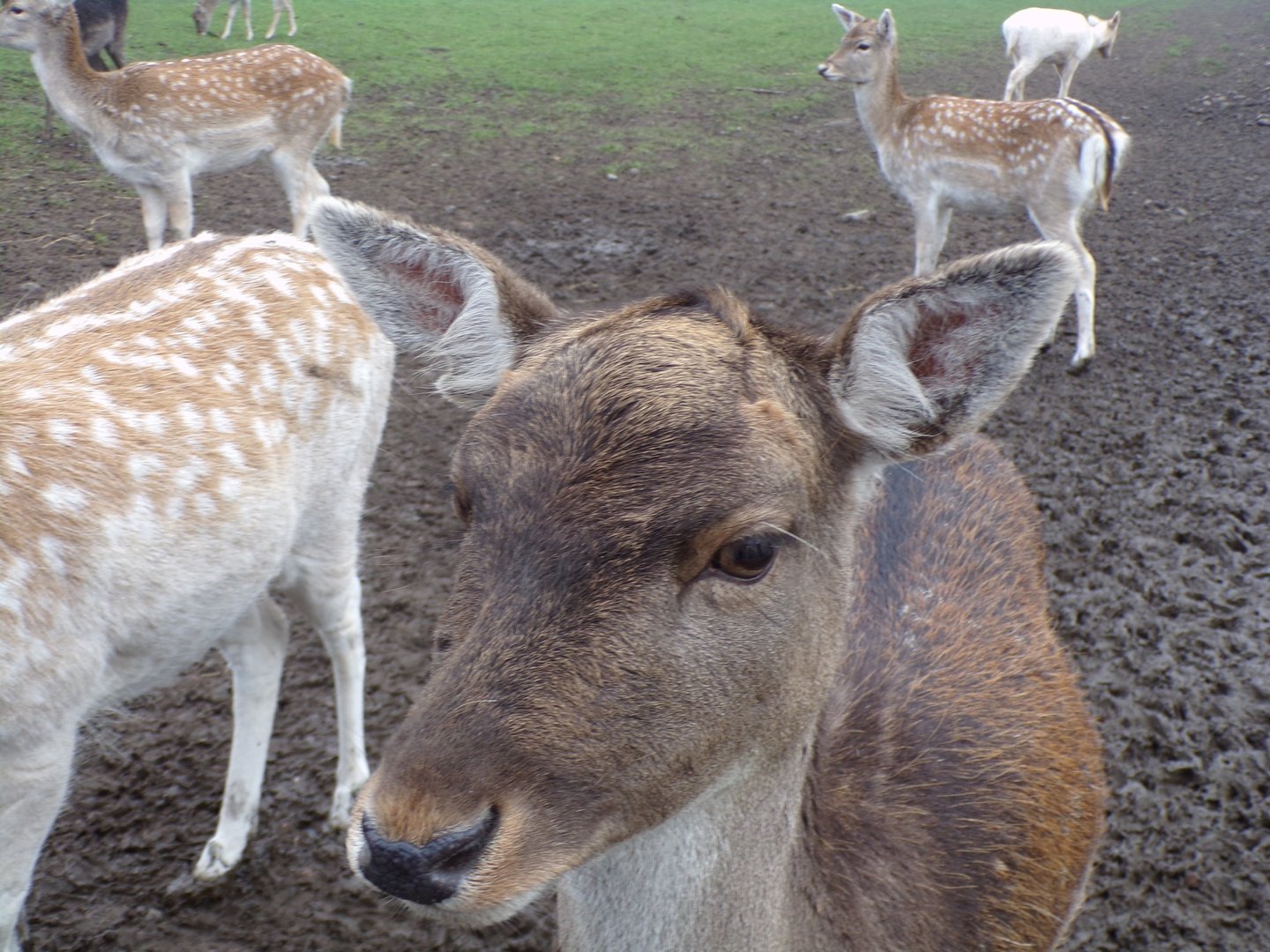 Sika deer