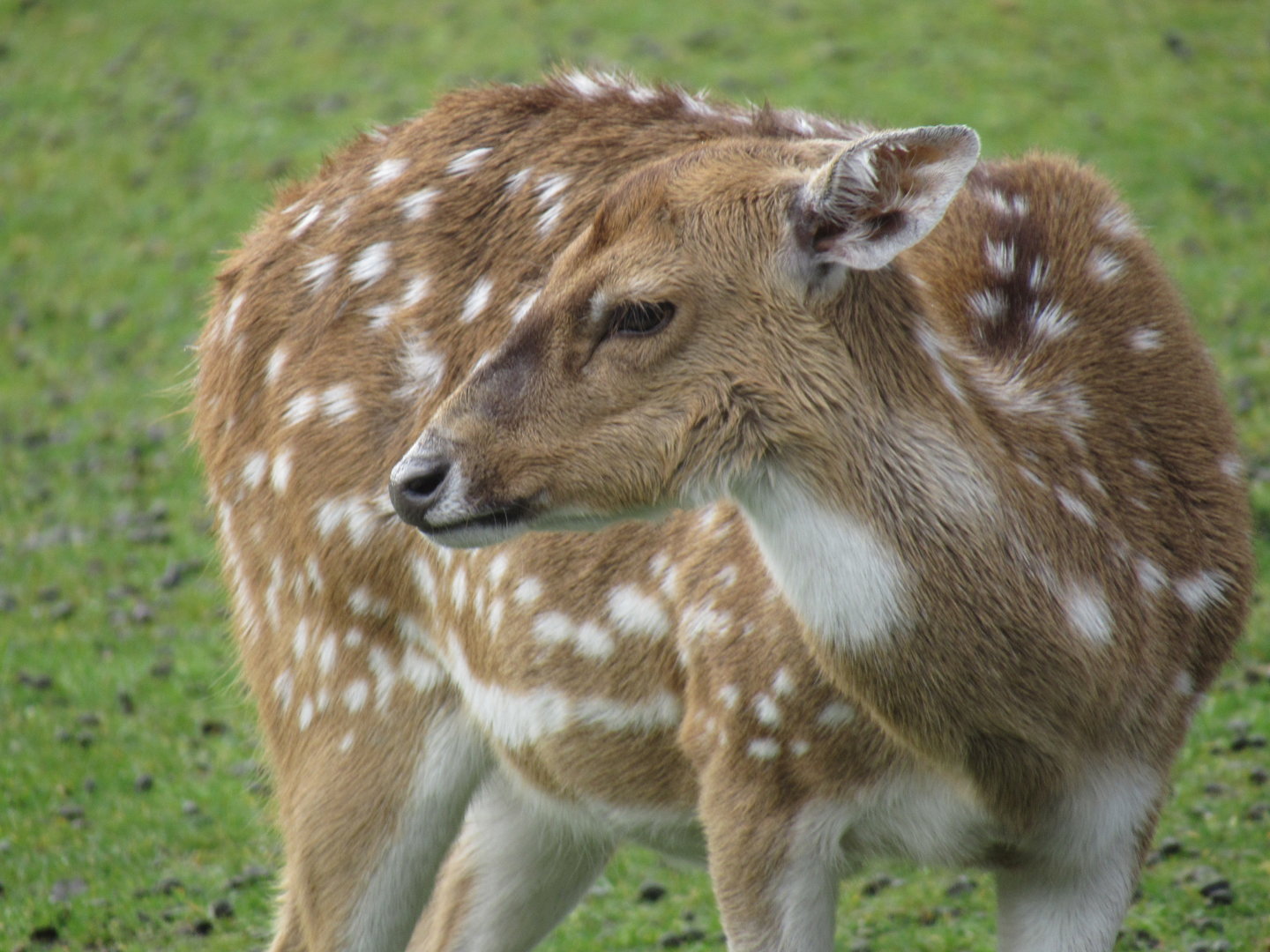 Sika Deer