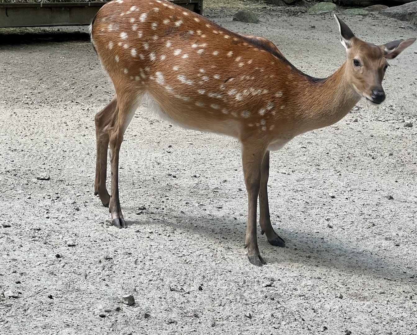 Sika Deer