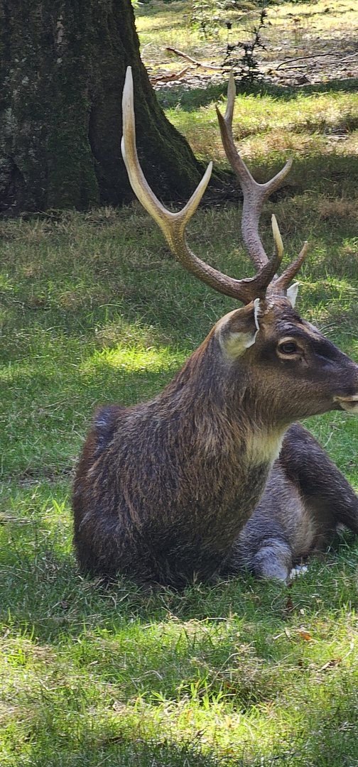 Sika deer