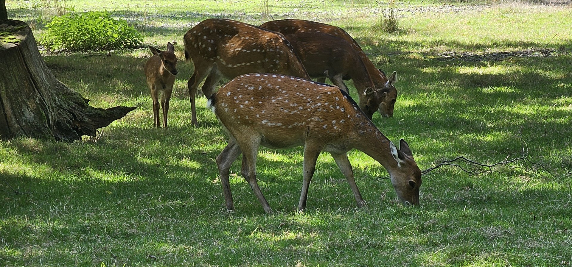 Sika deer