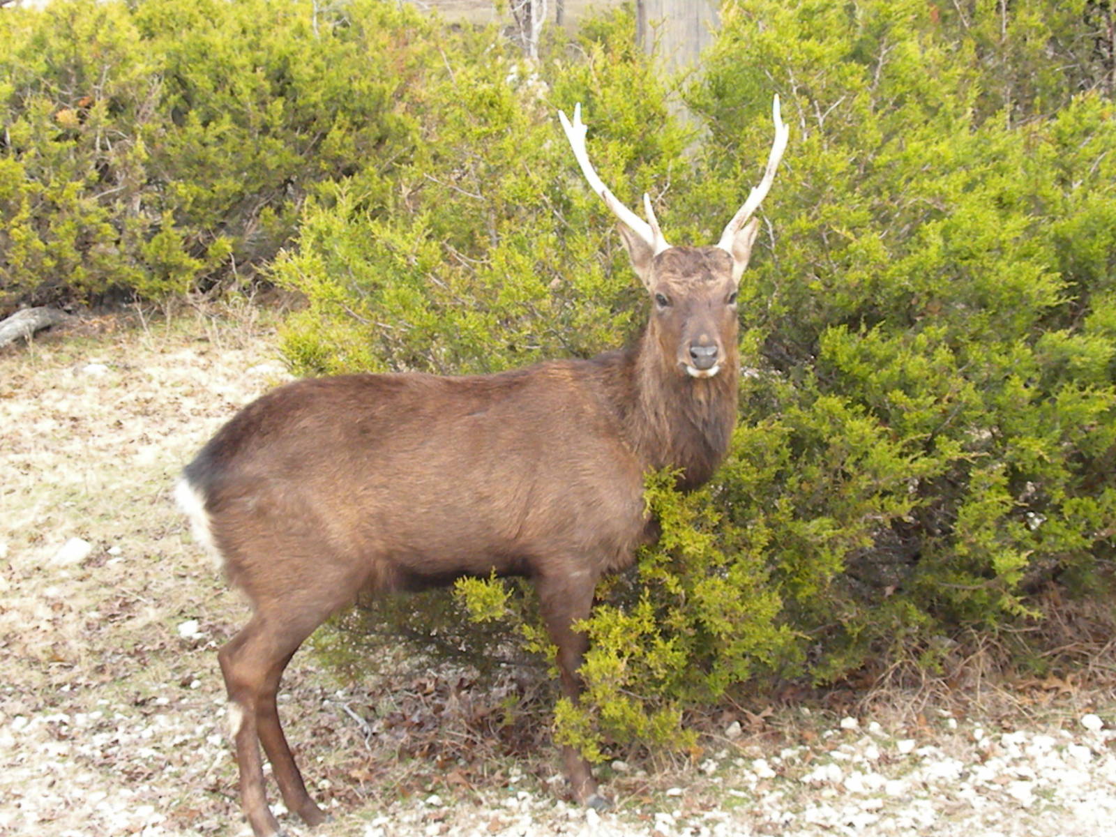 Sika Deer