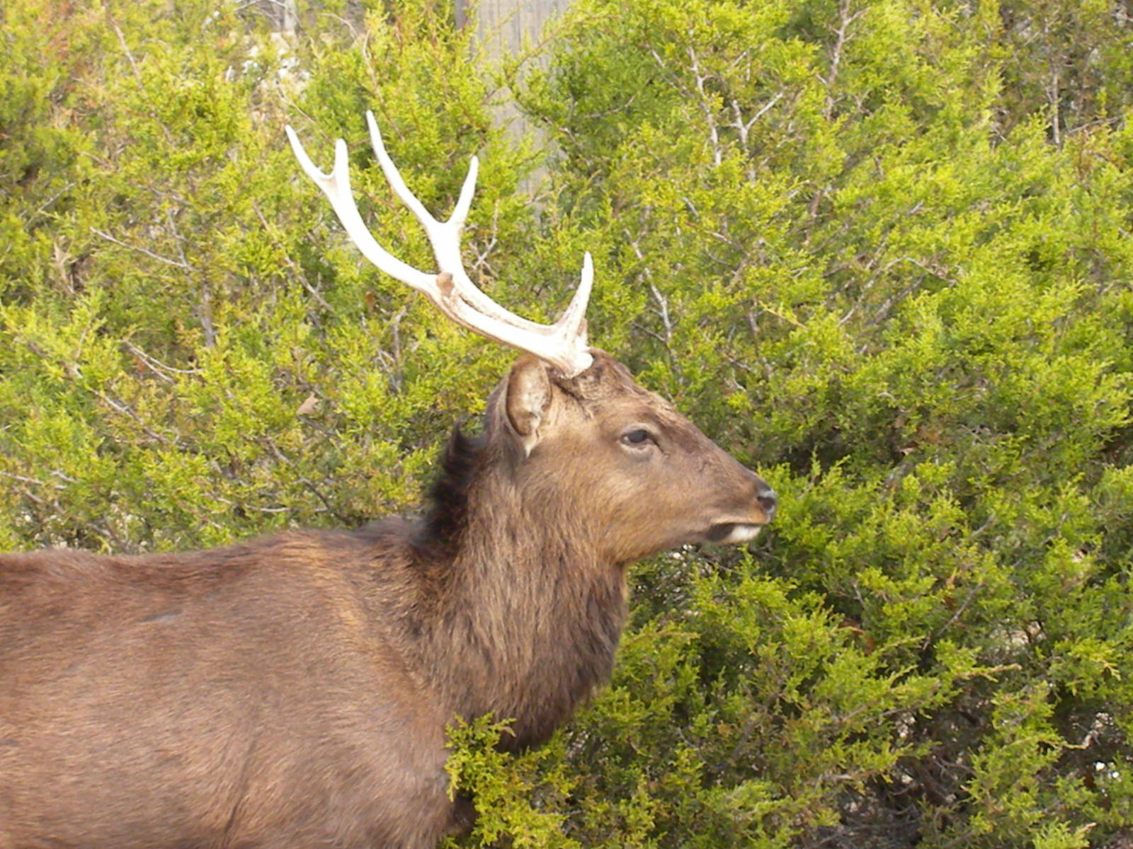 Sika Deer