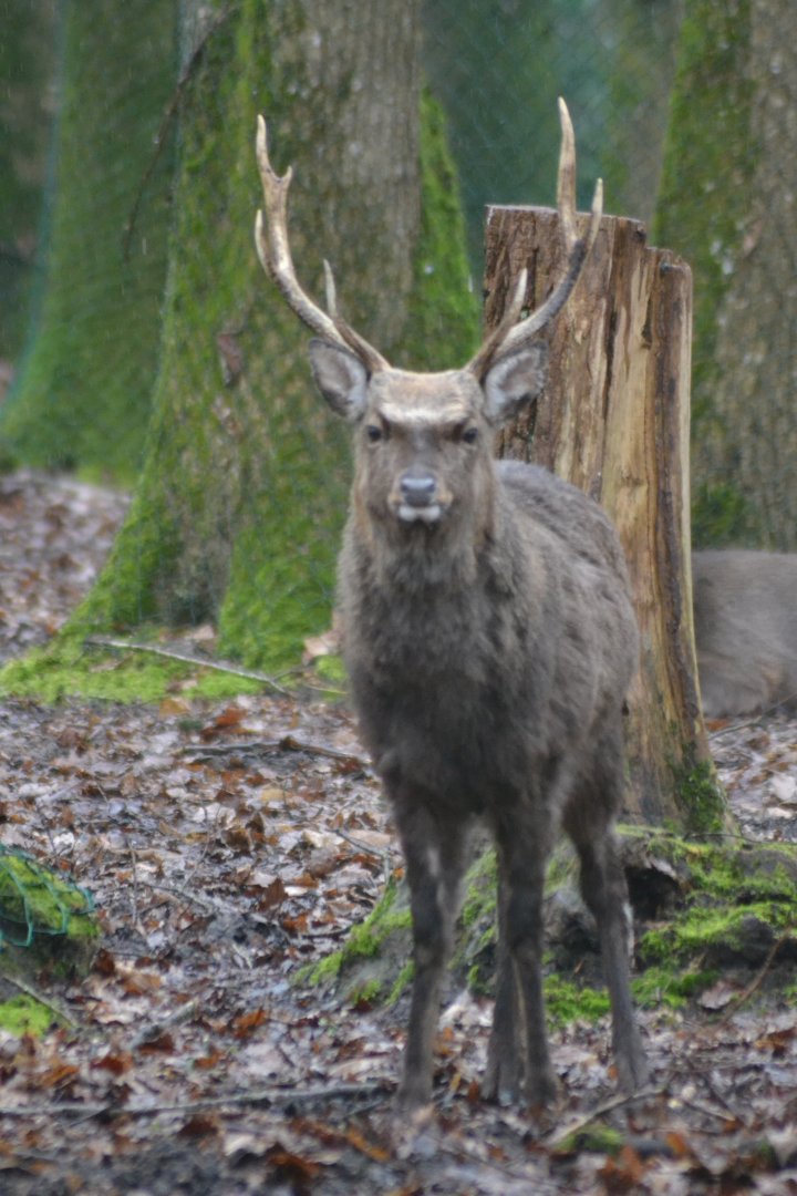 Sika deer