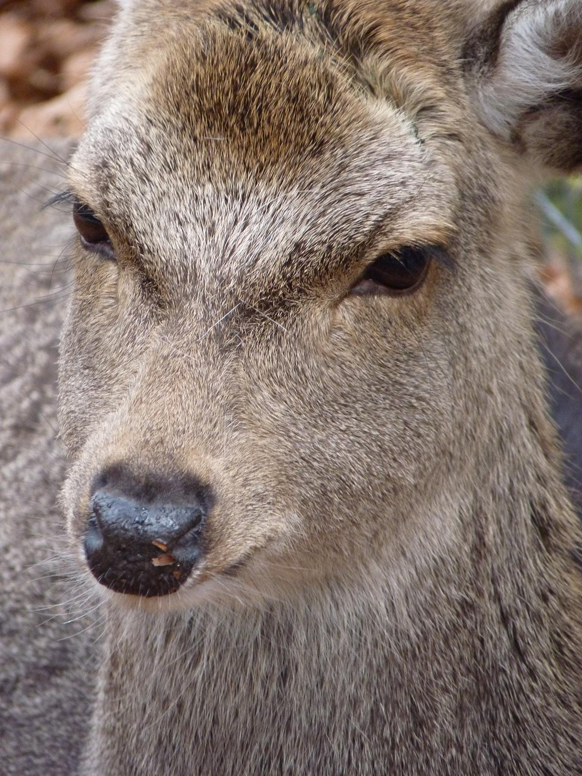 Sika Deer