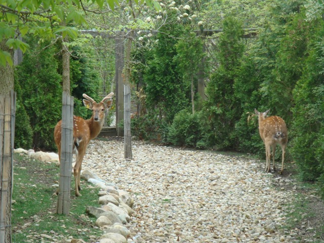 Sika Deers in Legends of the Wild