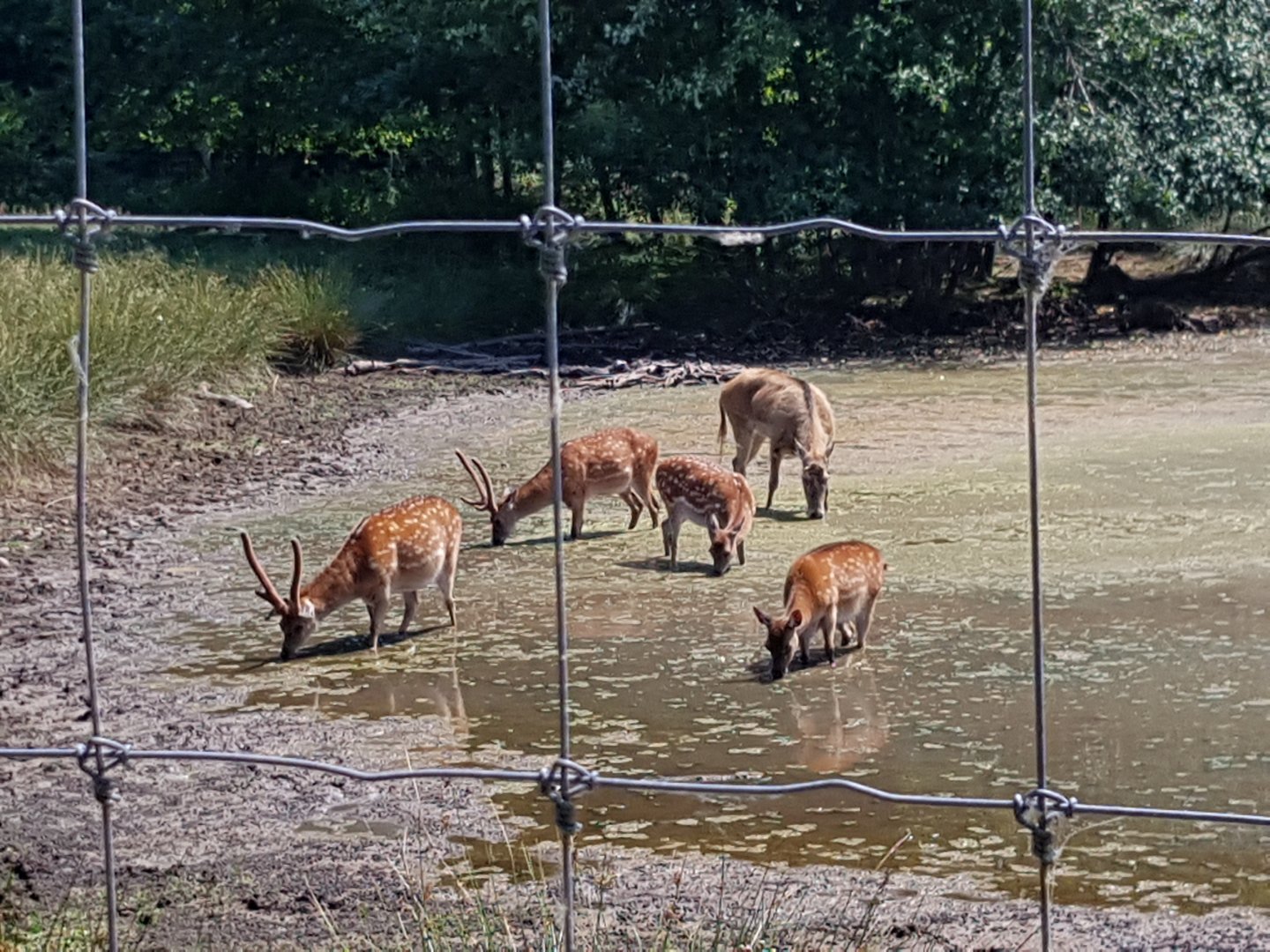 Sika Deers & Ziya - Pere David’s Deer