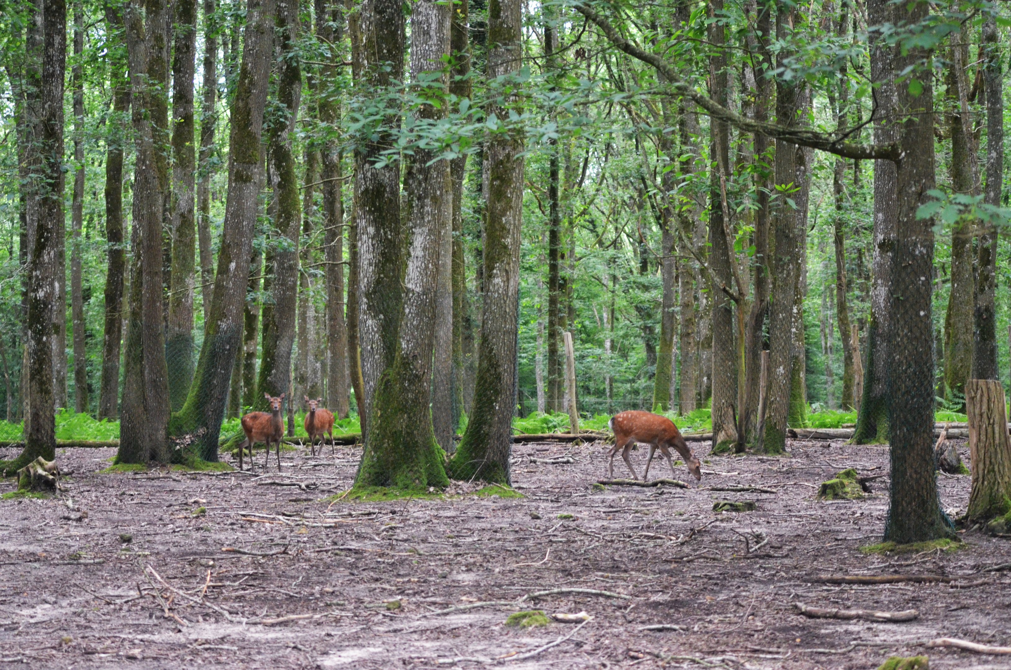 Sika Enclosure at Pescheray, 13/06/18