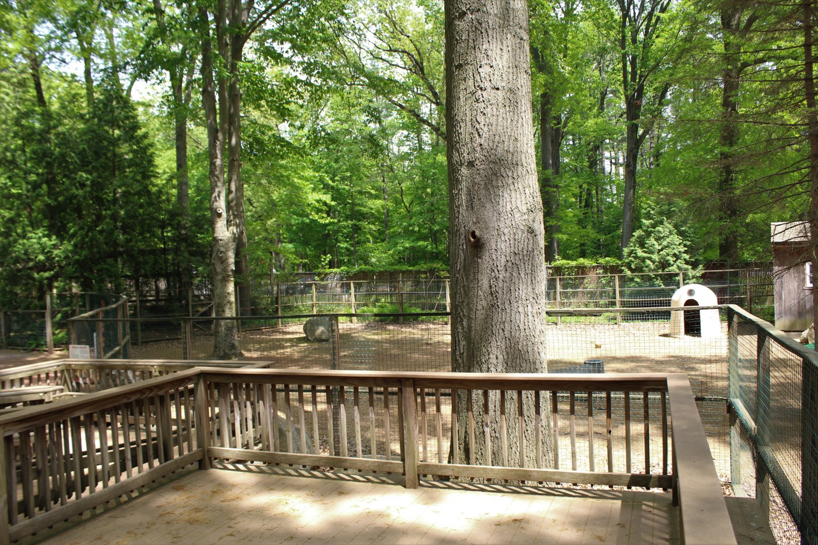 Sika & Muntjac Part 2