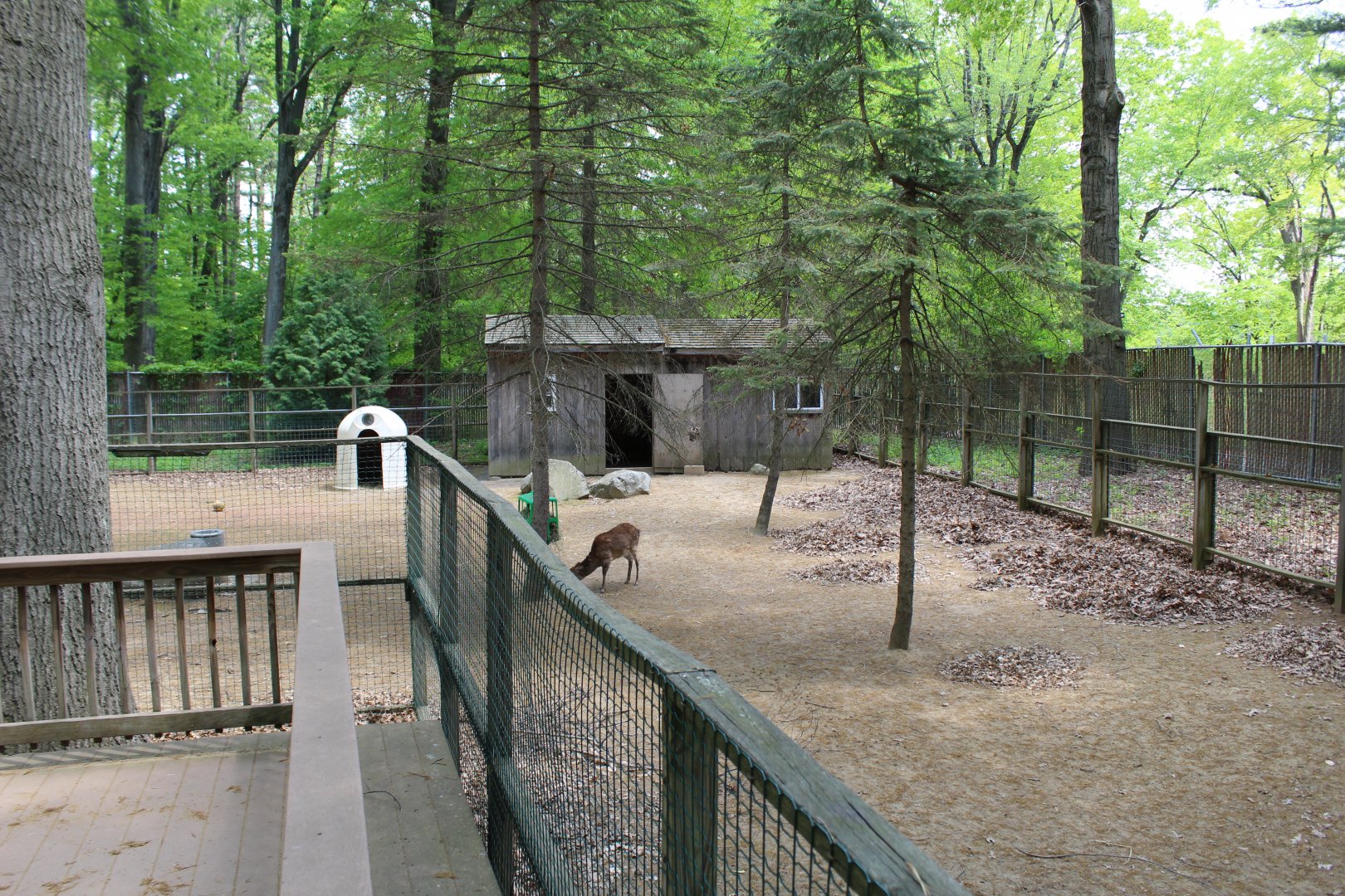 Sika & Muntjac Yard Part 1