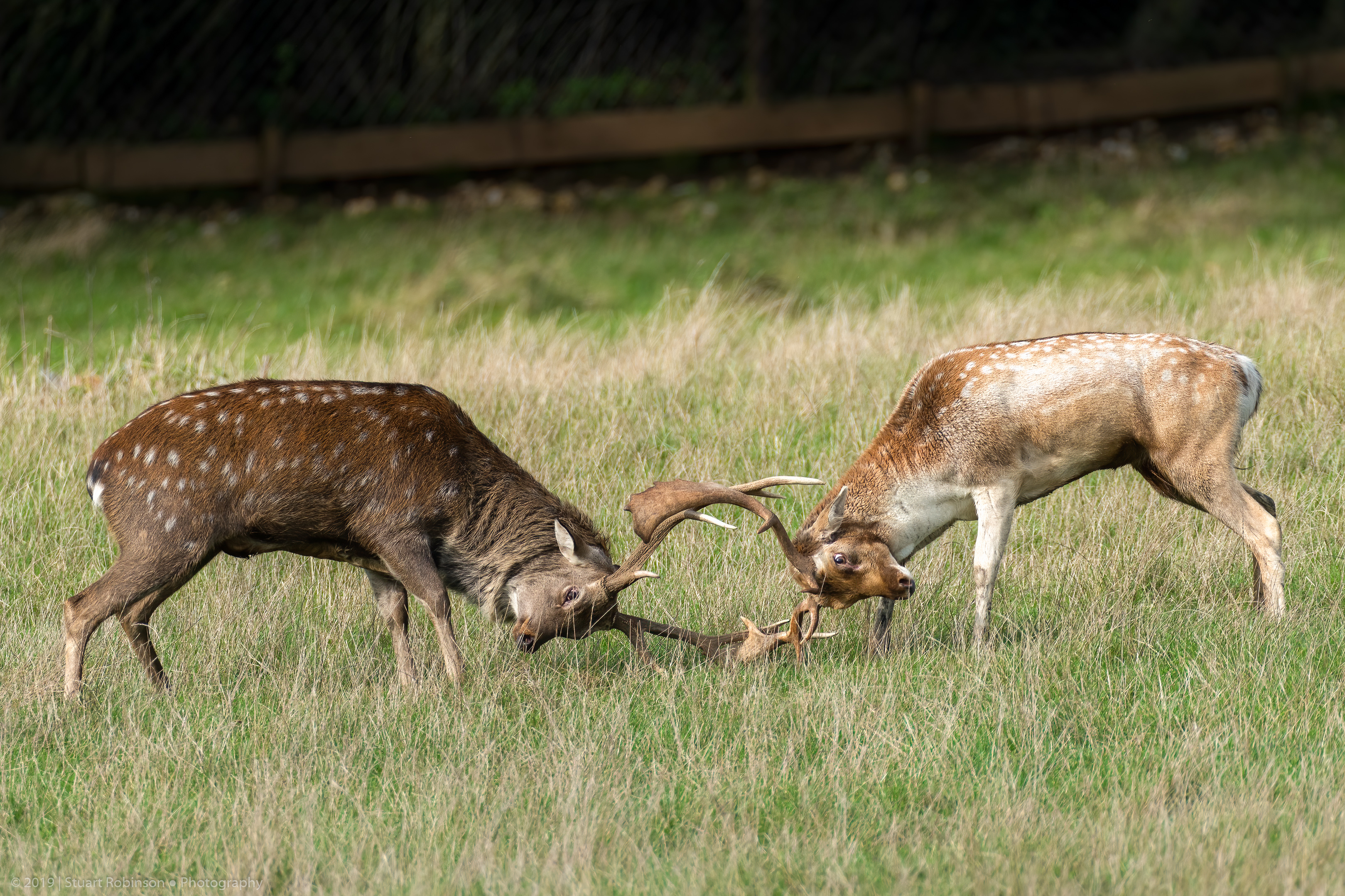 Sika vs. Fallow Deer - 18/10/2019