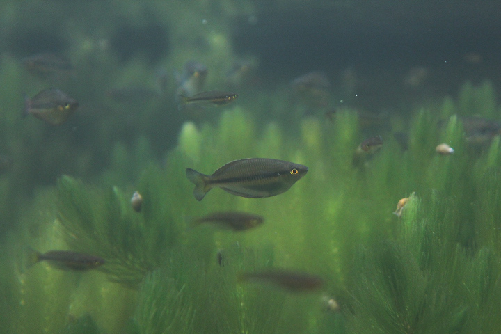 Siku Creek rainbowfish (Melanotaenia sikuensis) - PCBA