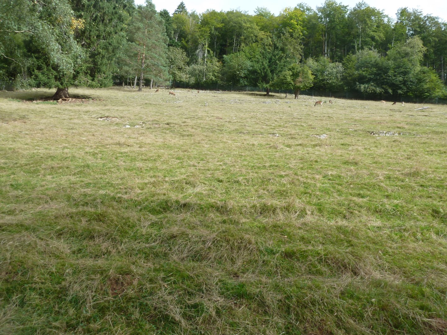 Sikypark Crémines - Common fallow deer meadow