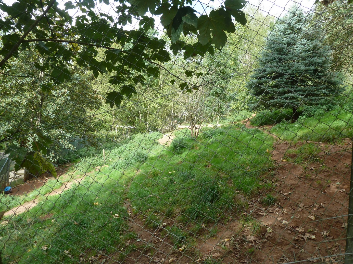 Sikypark Crémines - Eurasian wolf enclosure