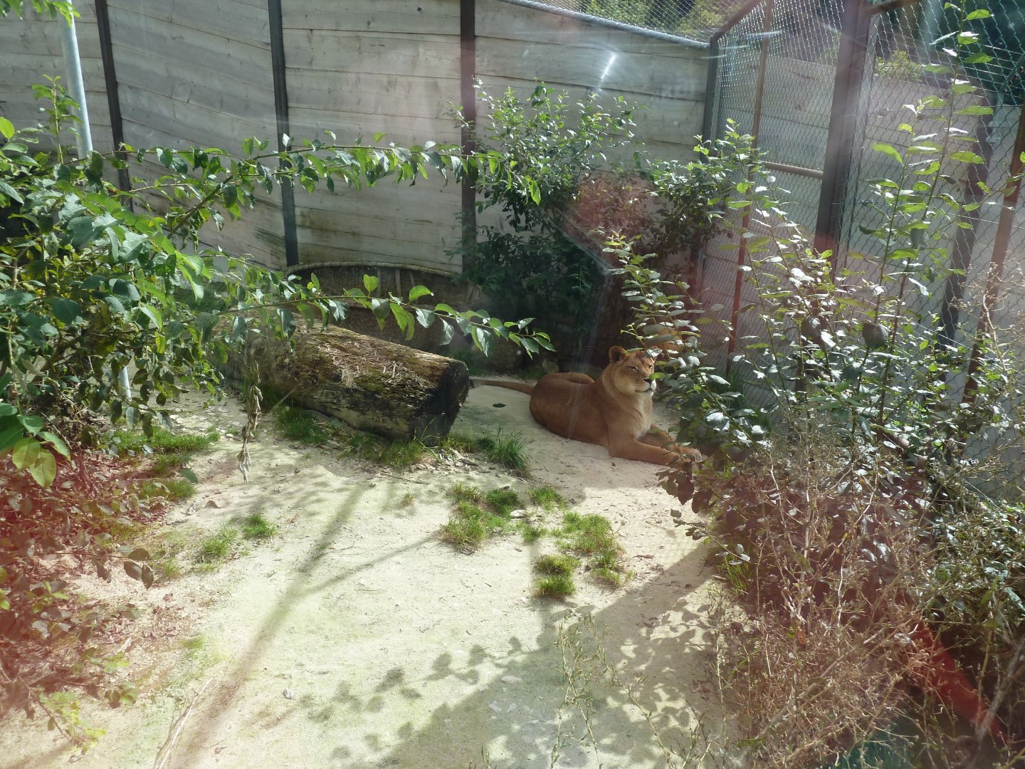 Sikypark Crémines - Inside the lion house - Separation enclosure