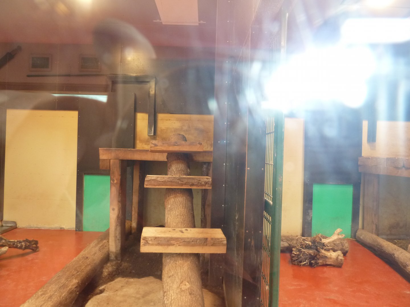 Sikypark Crémines - Inside the lion house