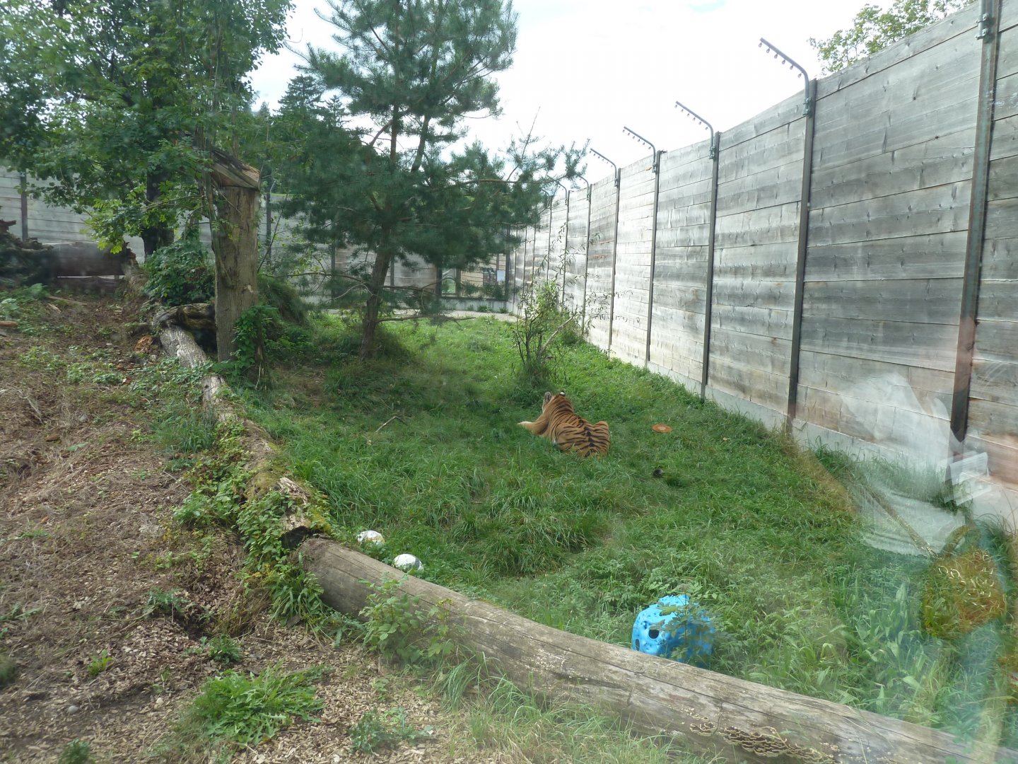 Sikypark Crémines - Tiger enclosure