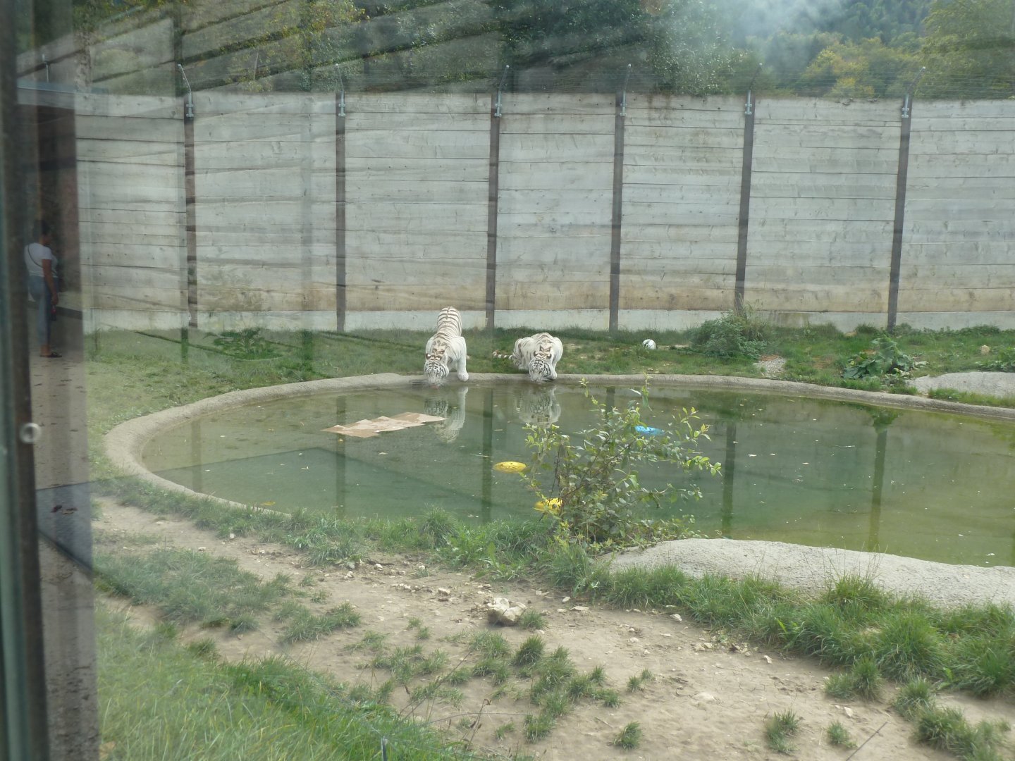 Sikypark Crémines - Tiger enclosure