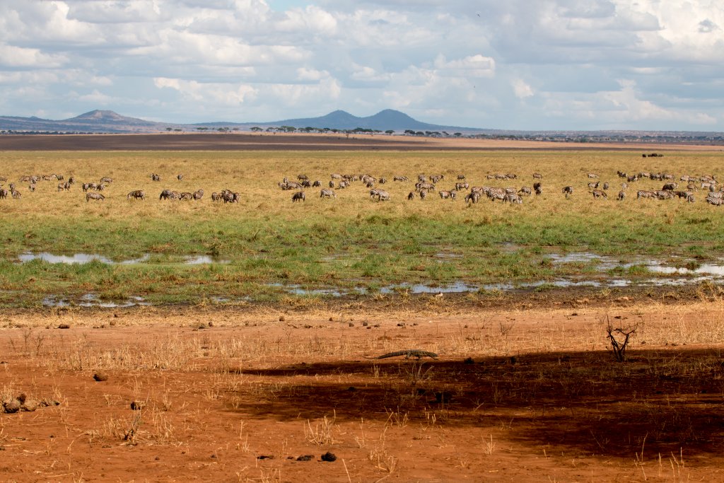 Silale Swamp with Nile Monitor in foreground