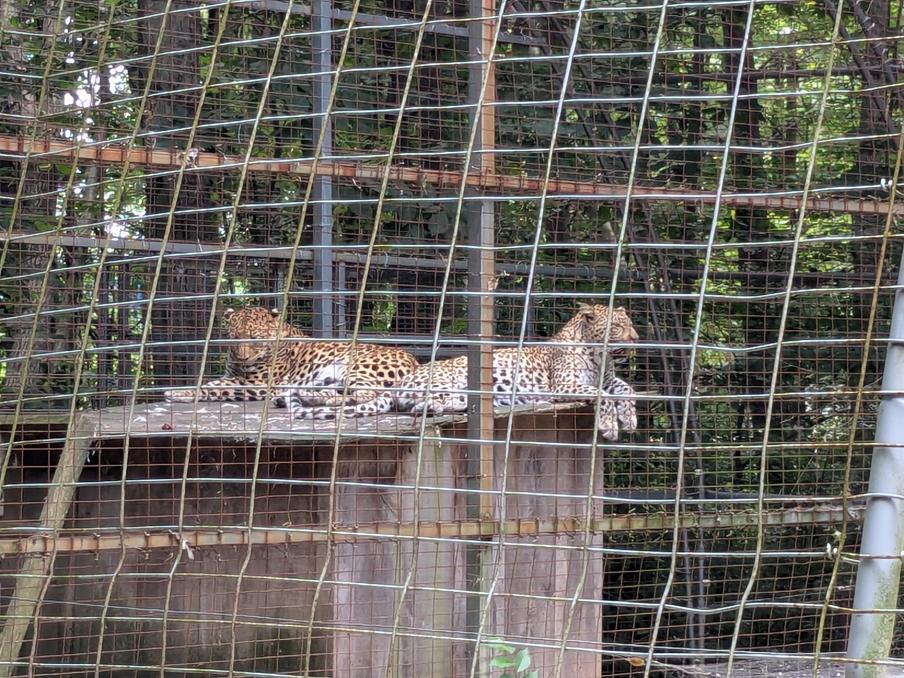 Silent Forest - "African" leopard