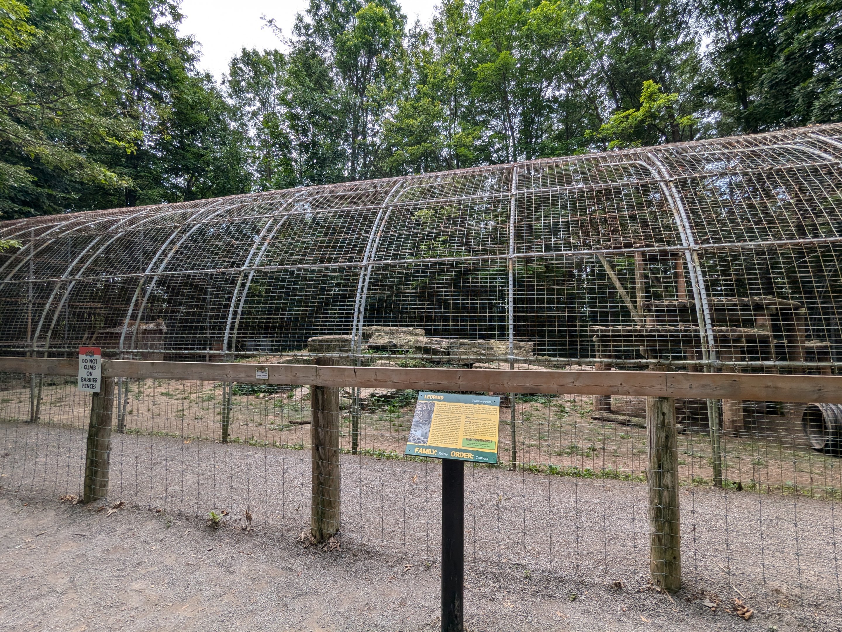 Silent Forest - "African" leopard