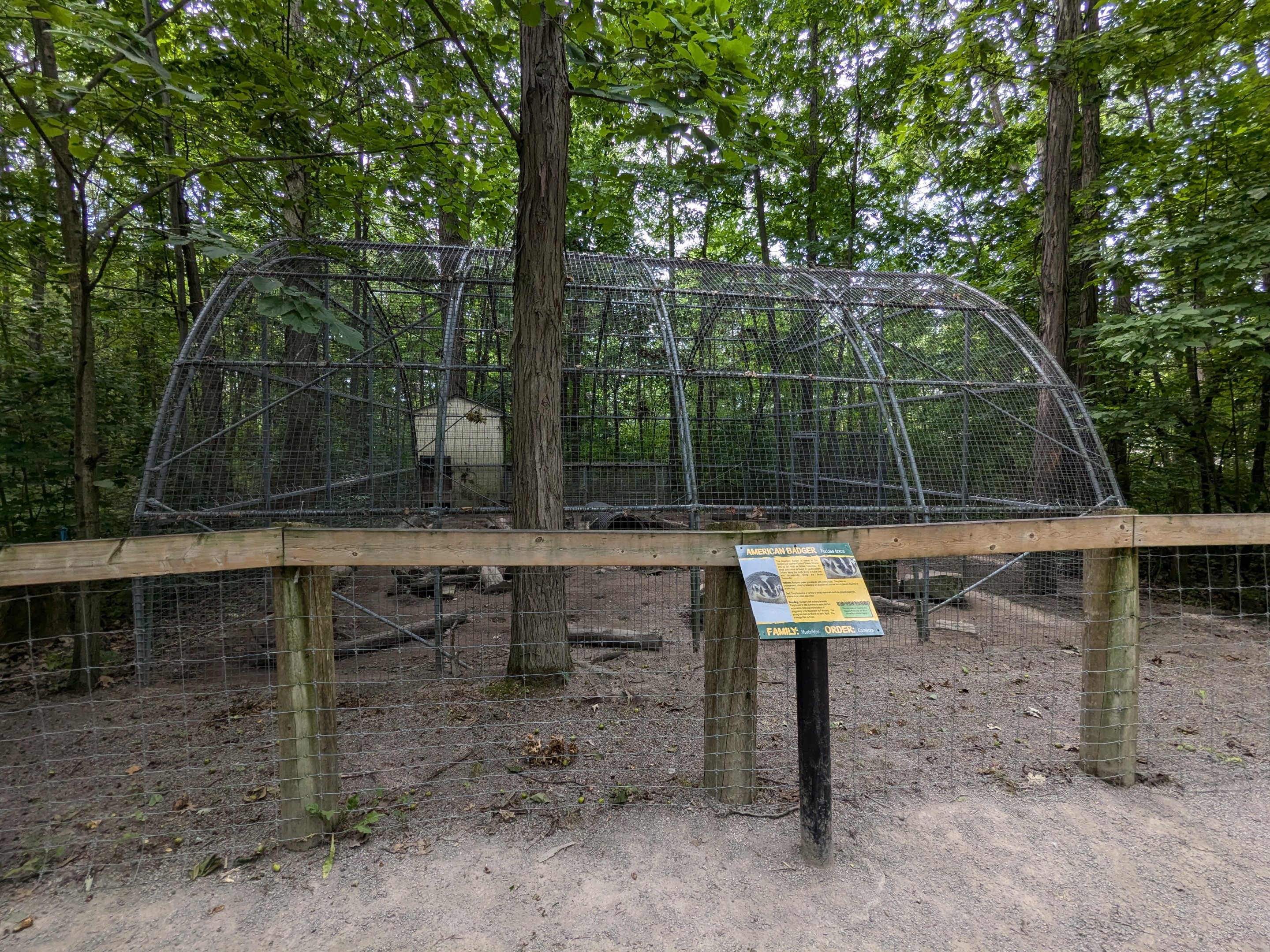 Silent Forest - American Badger