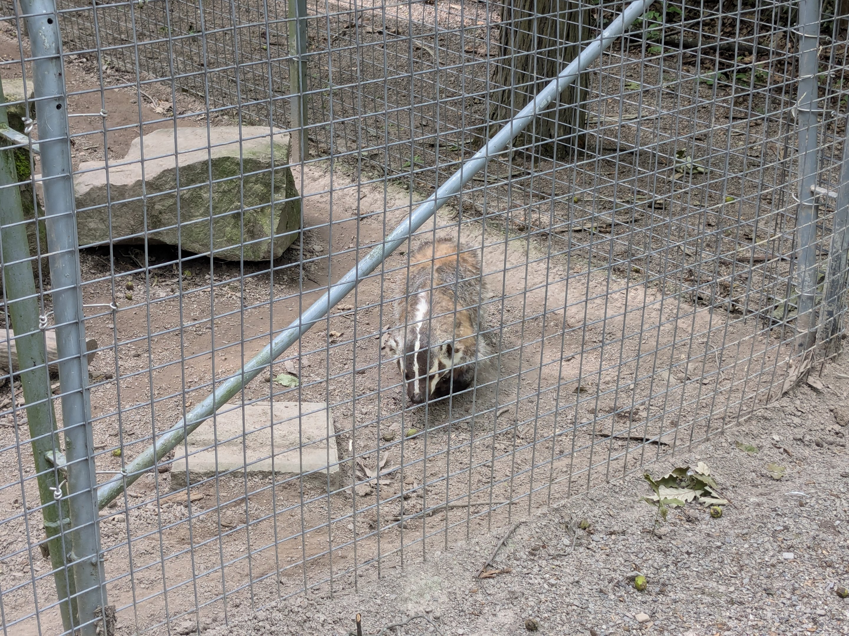 Silent Forest - American Badger