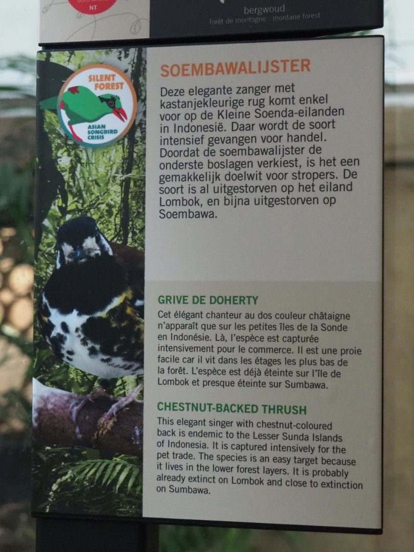 Silent forest campaign - Chestnut-backed thrush sign