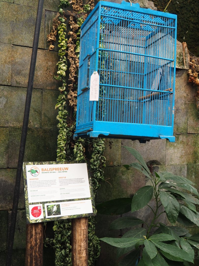 Silent Forest campaign materials - Bali myna (Jan 20th, 2019)