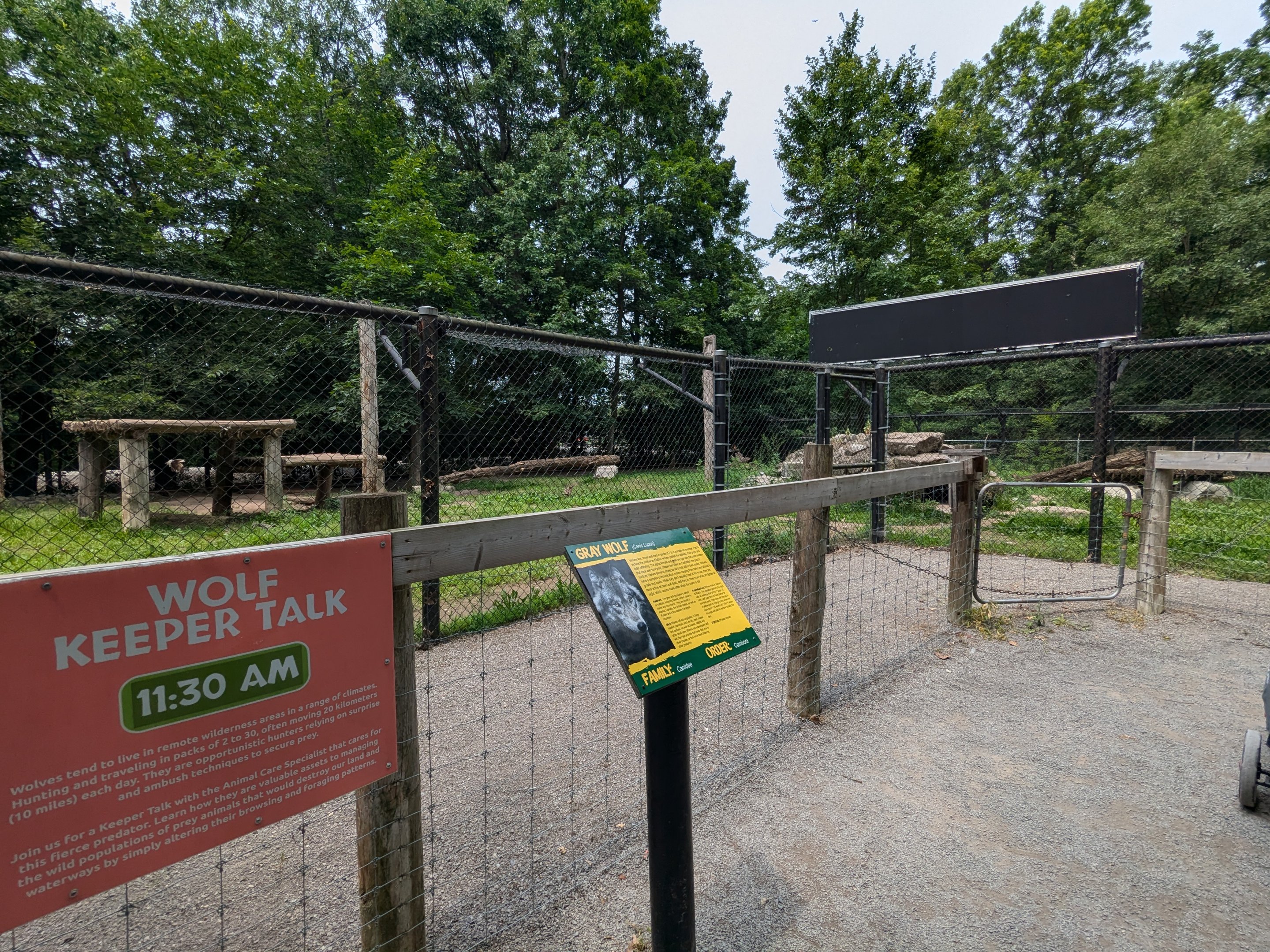 Silent Forest - Grey wolves