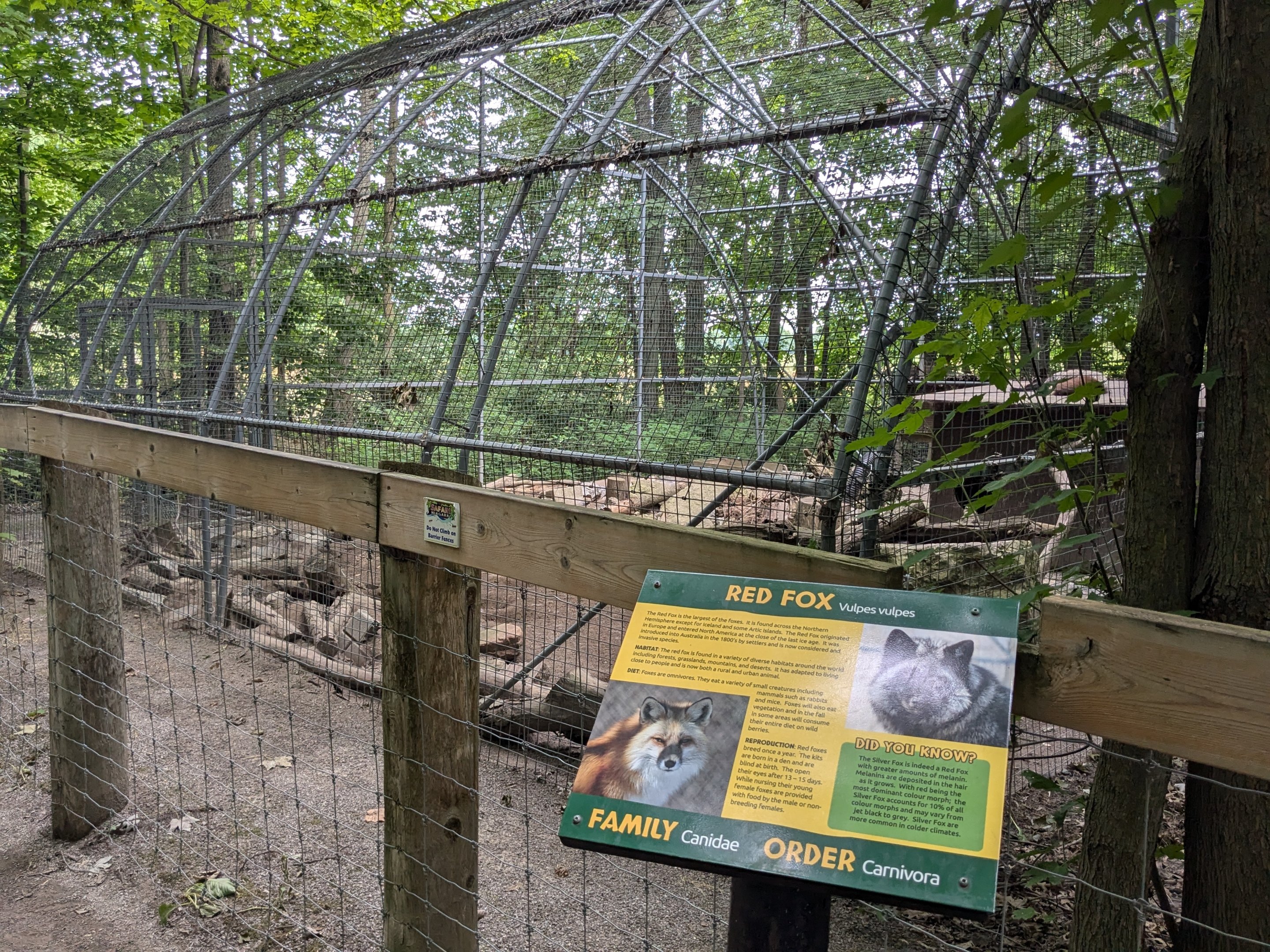 Silent Forest - Red fox