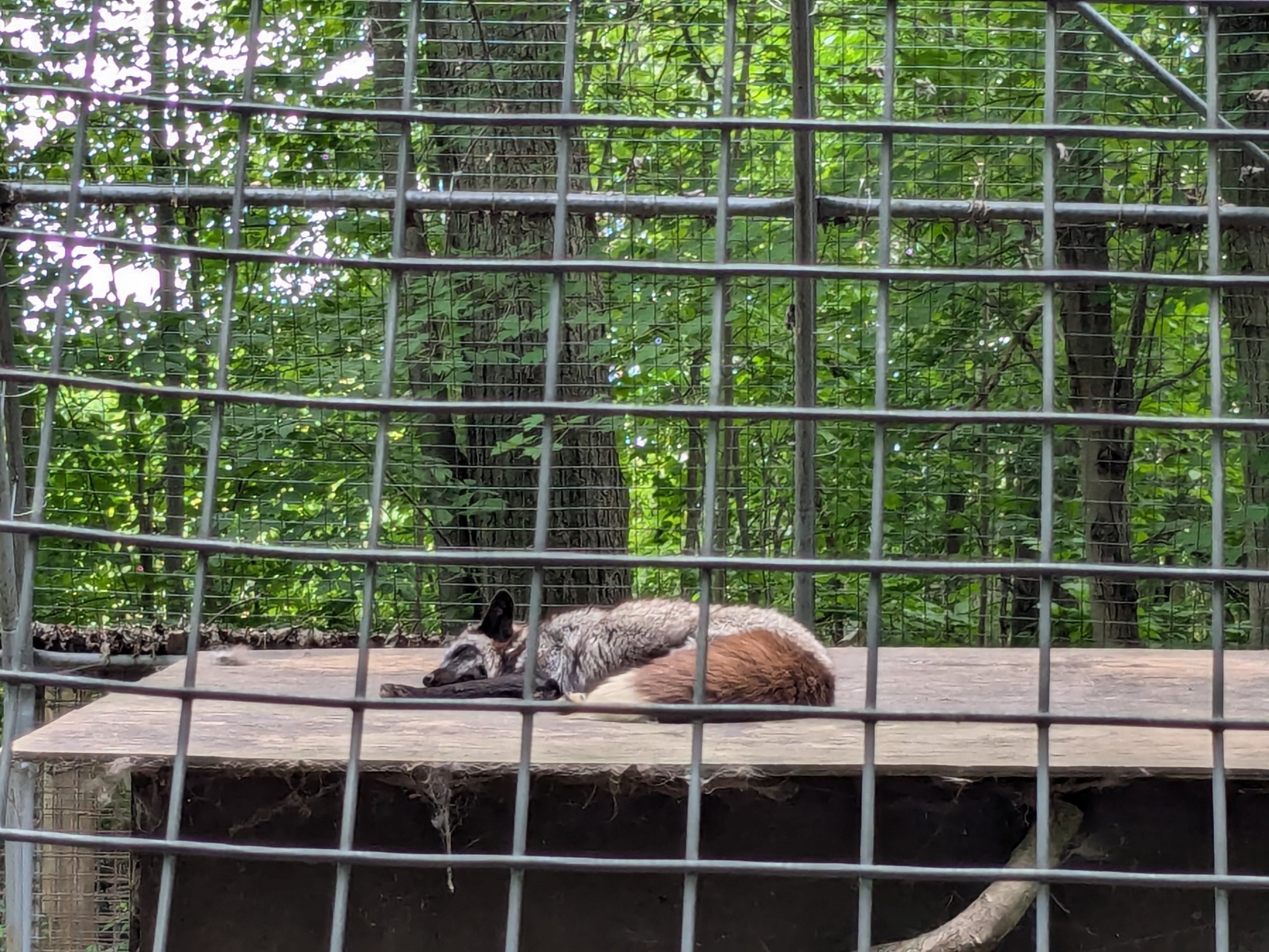 Silent Forest - Red fox