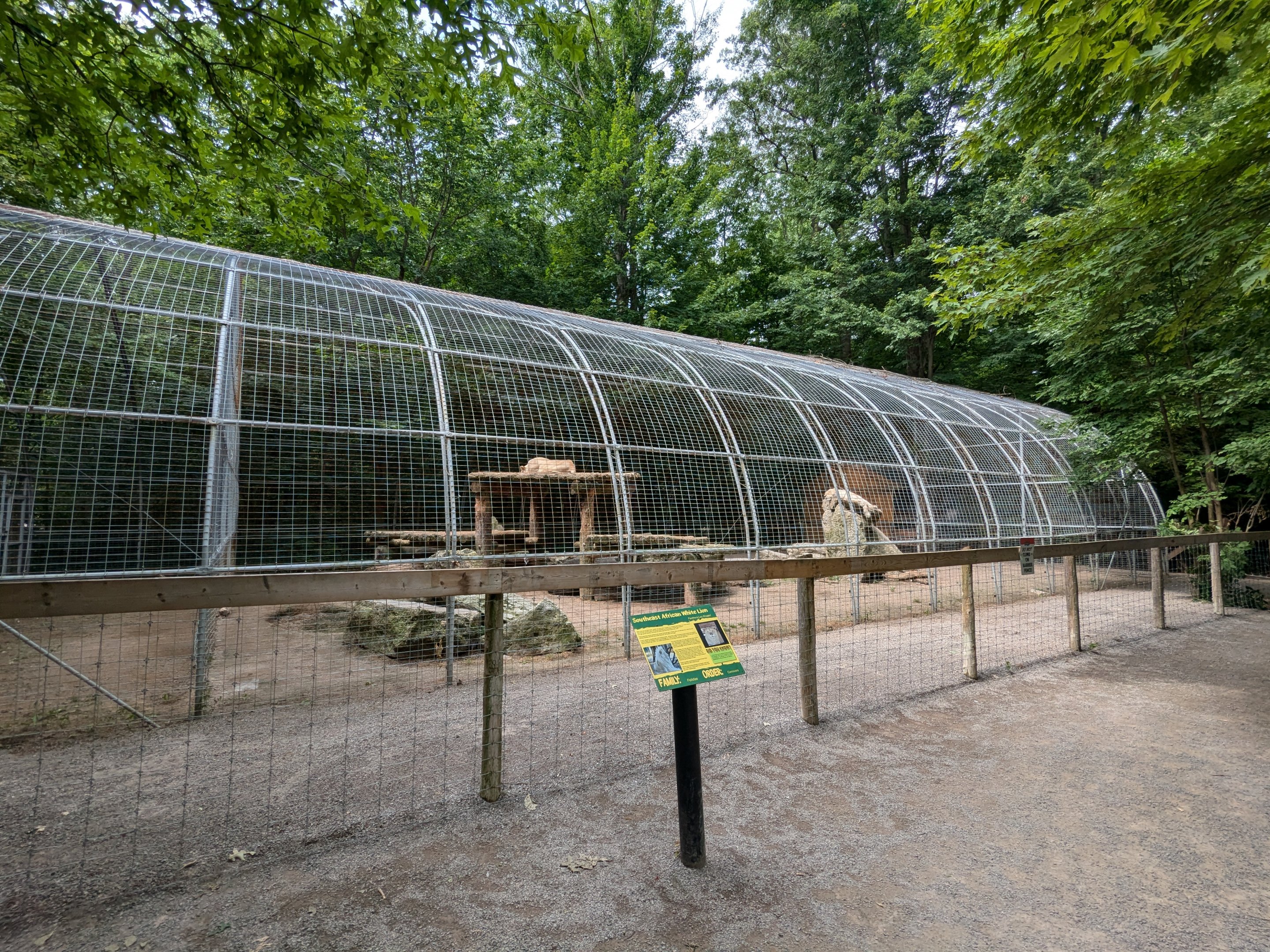 Silent Forest - South African Lion