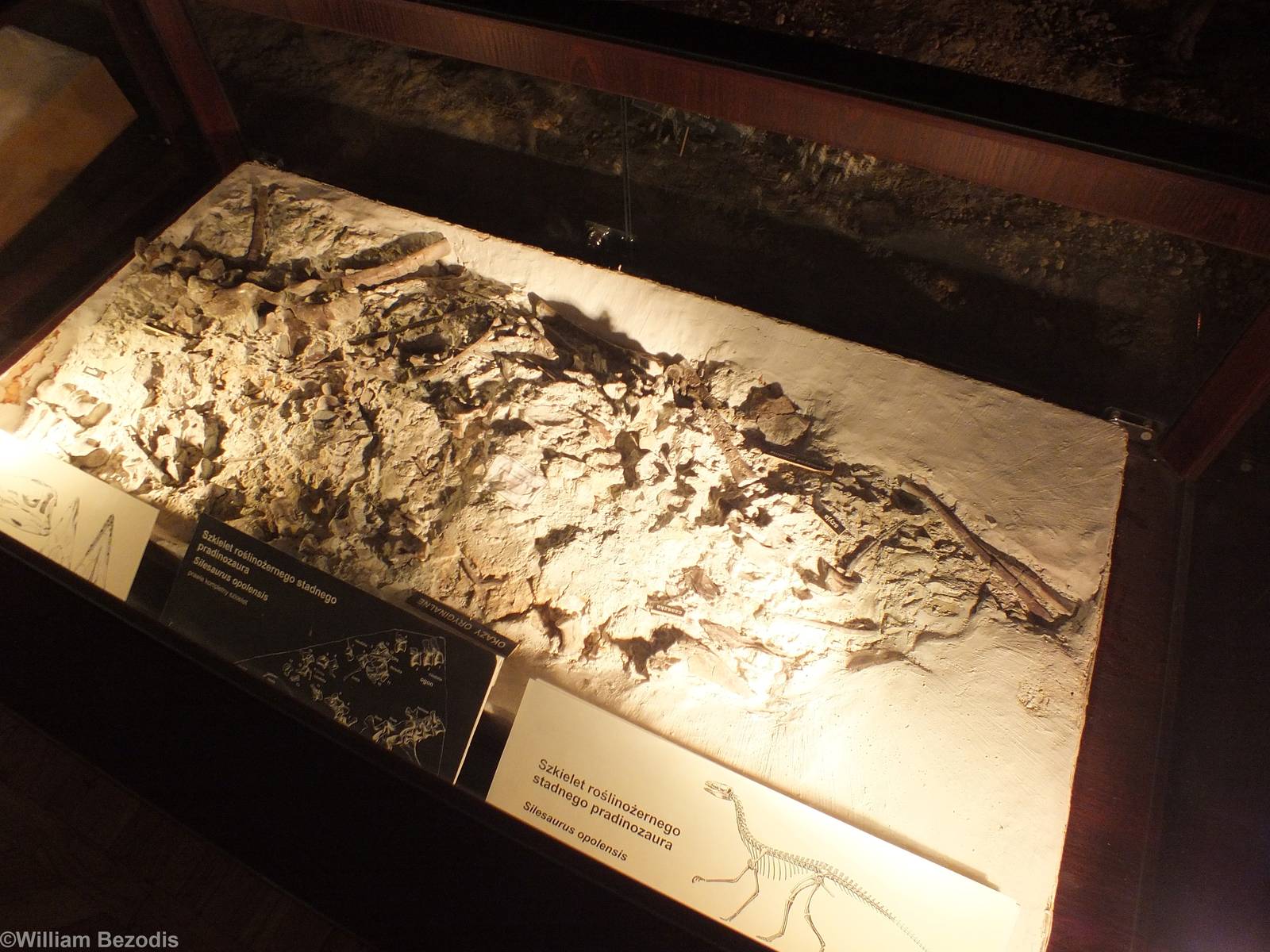 Silesaurus opolensis Skeleton - Warsaw Museum of Evolution