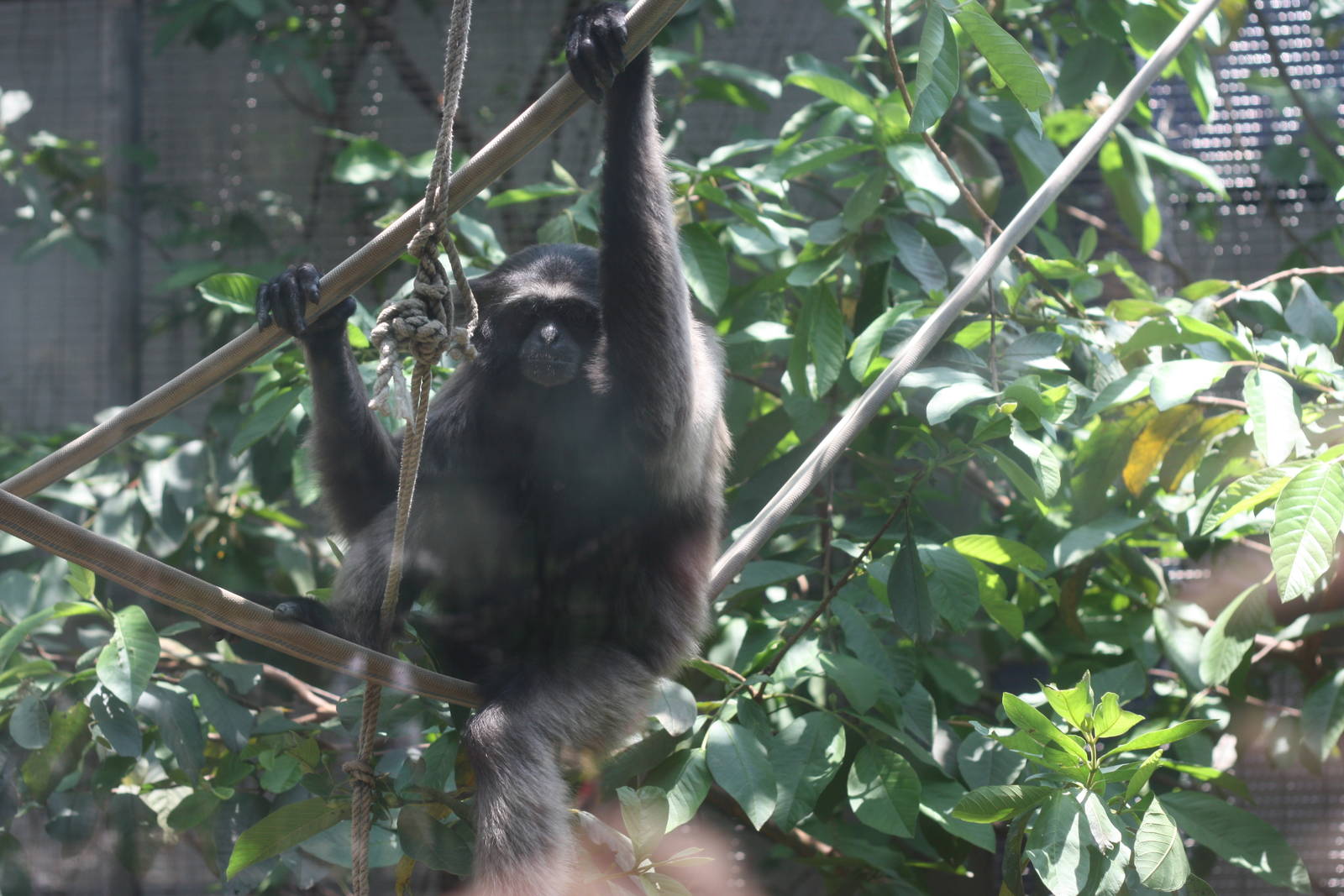 Silivery Gibbon