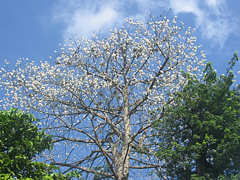 Silk Cotton Tree in bloom, Singapore Zoo