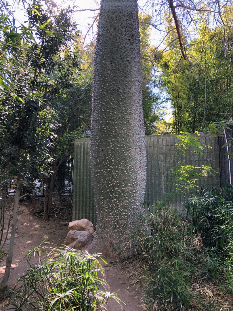 Silk Floss Tree