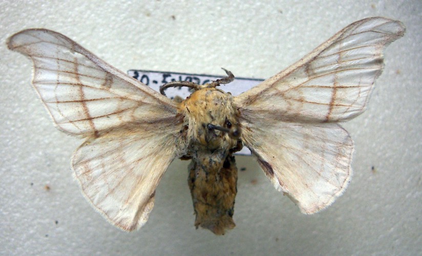 Silk moth (Bombyx mori) adult male pinned
