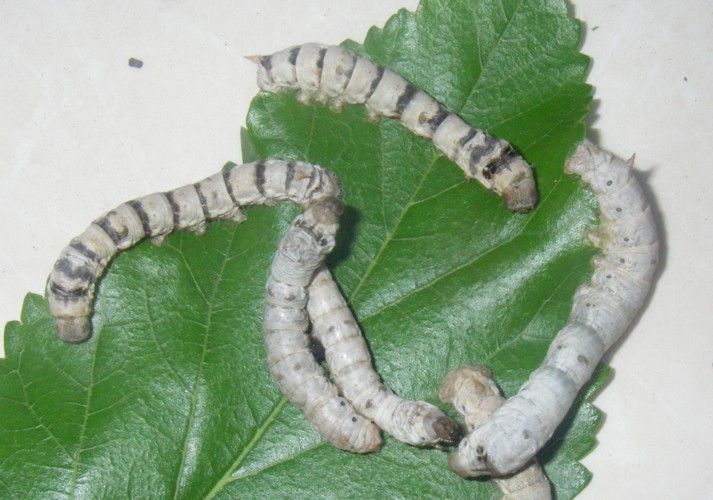Silk moth (Bombyx mori) caterpillars