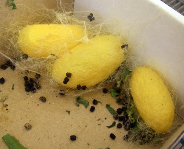 Silk moth (Bombyx mori) cocoons